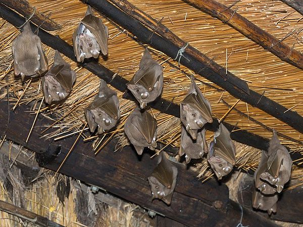 Umweltprojekt: "Umbau eines stillgelegten Hochbehälters zum Winterquartier für Fledermäuse"