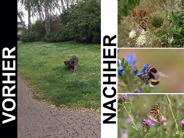 Umweltlotterie: Wildstaudenbeelt für Insekten vor dem Bahnhof in Kriftel