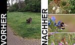 Umweltlotterie: Wildstaudenbeelt für Insekten vor dem Bahnhof in Kriftel