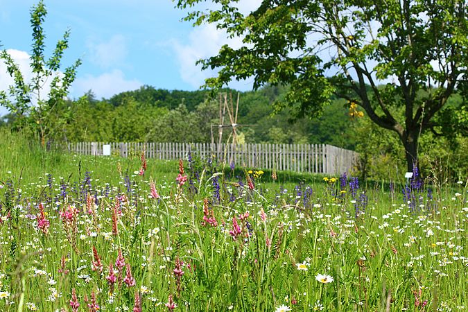 Umweltlotterie: Wildwiesen e.V. - Wildwiesenmahd im Höchster Stadtpark