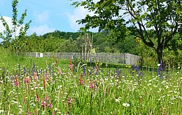 Umweltlotterie: Wildwiesen e.V. - Wildwiesenmahd im Höchster Stadtpark