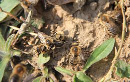 Umweltlotterie: Bau von Nistmöglichkeiten für Wildbienen