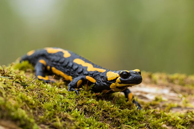 Umweltlotterie: Feuersalamander macht Schule 