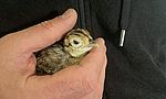 Umweltlotterie: Wildtiergehege mit Auswilderungsmöglichkeit für Rehe, Füchse und Igel