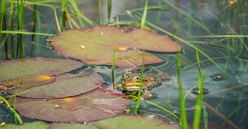 Umweltlotterie: Zwei Amphibienteiche mit je 100 Quadratmetern Wasserfläche