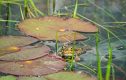 Umweltlotterie: Zwei Amphibienteiche mit je 100 Quadratmetern Wasserfläche