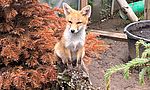 Umweltlotterie: Wildtiergehege mit Auswilderungsmöglichkeit für Rehe, Füchse und Igel