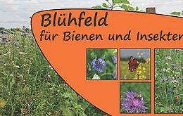 Umweltlotterie: Blühfeld-Initiative
