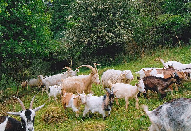 Umweltlotterie: Witterungsschutz zur Förderung der Multispecies Beweidung im Weideprojekt Magerrasen NSG Kehna