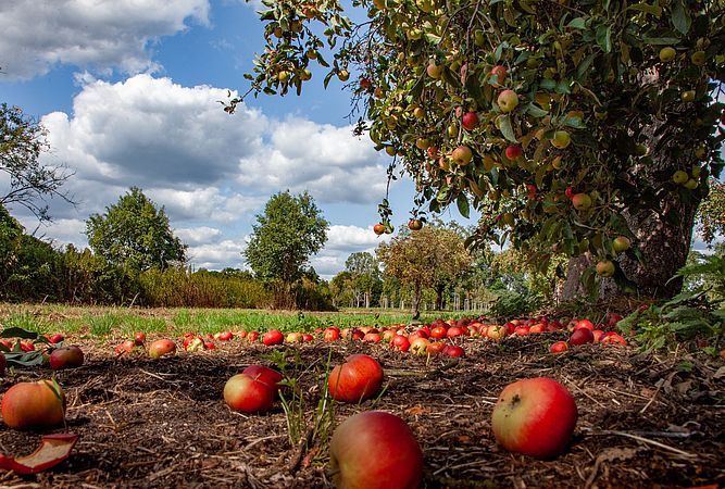 Umweltlotterie: Streuobstwiesen Wetterau