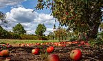 Umweltlotterie: Streuobstwiesen Wetterau