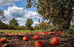 Umweltlotterie: Streuobstwiesen Wetterau