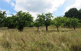 Umweltlotterie: Erhalt einer Streuobstwiese in Wehrheim-Pfaffenwiesbach