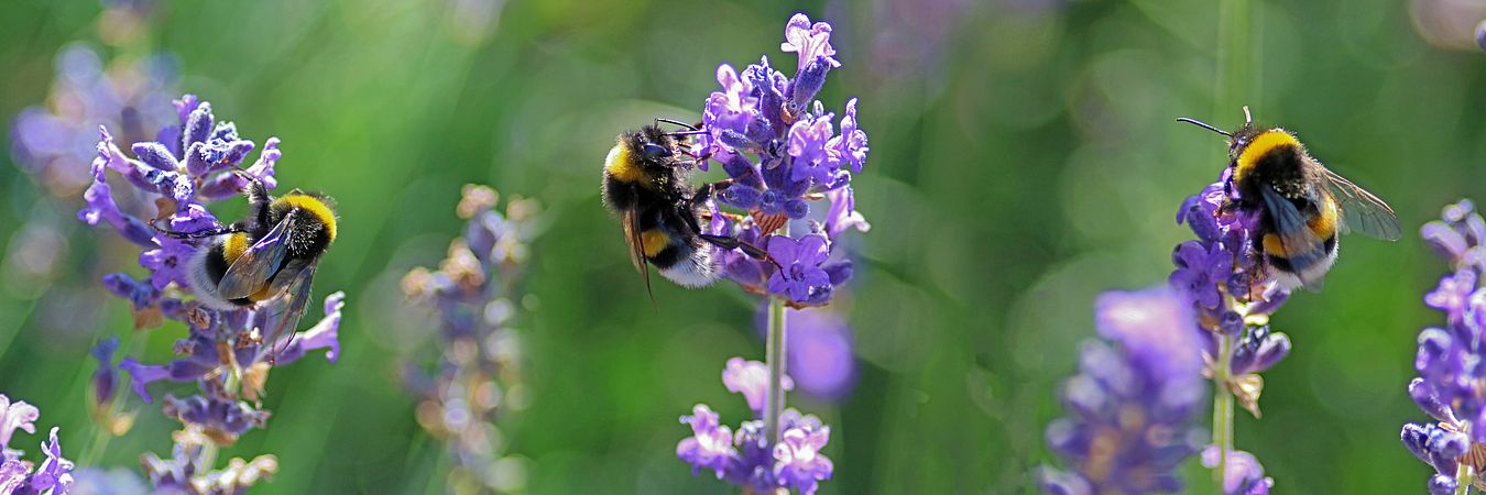 Umweltlotterie: Hummelsterben im Lindenaupark Hanau-Großauheim entgegenwirken