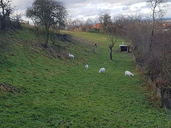 Umweltlotterie: Streuobst- und Wiesen-Biotop auf dem Heichelberghof