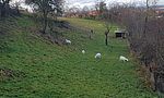 Umweltlotterie: Streuobst- und Wiesen-Biotop auf dem Heichelberghof