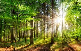 Umweltlotterie: Mit den BUND-"Natur-Scouts" unterwegs in Rosbach und Umgebung Umweltlotterie: Mit den BUND-"Natur-Scouts" unterwegs in Rosbach und Umgebung