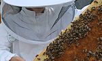 Umweltlotterie: Bienen AG der IGS Stierstadt