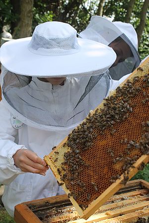 Umweltlotterie: Bienen AG der IGS Stierstadt