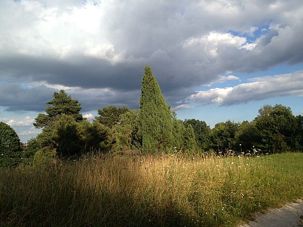 Umweltlotterie: Wacholderheide Eschenburg Eiershausen