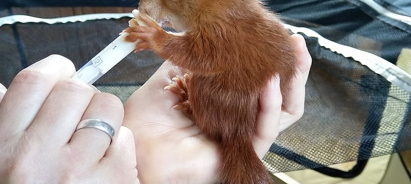 Umweltlotterie:Wildtierhilfe Sinntal