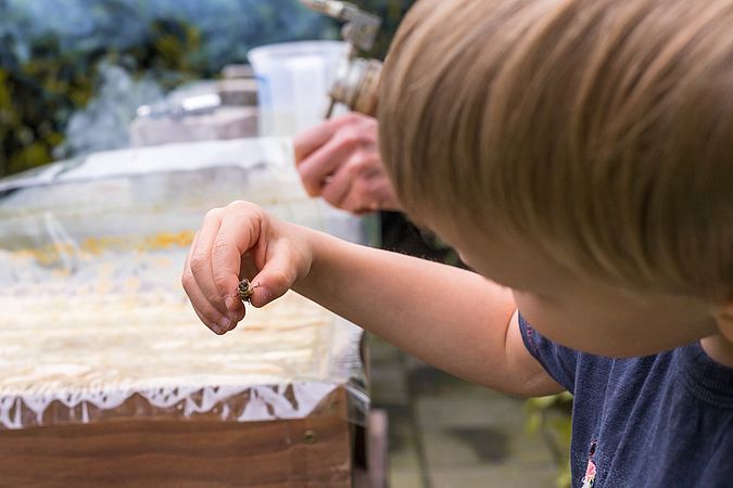 Umweltlotterie: Bienen AG der IGS Stierstadt