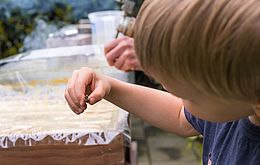 Umweltlotterie: Bienen AG der IGS Stierstadt