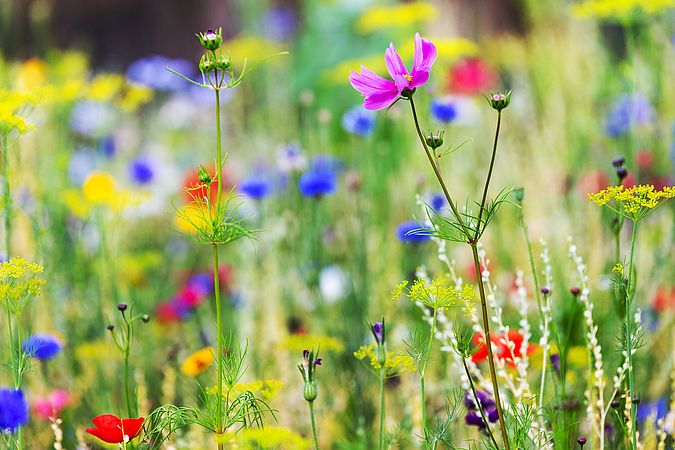 Umweltlotterie: Lehrpfad Bienen und Insekten