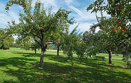 Umweltlotterie: Revitalisierung einer Streuobstwiese