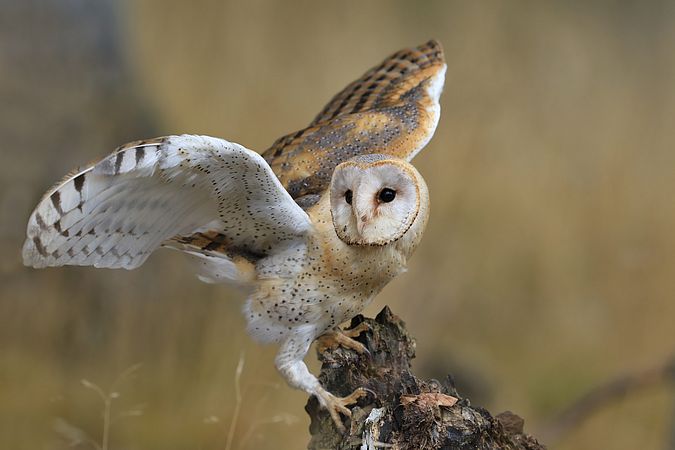 Umweltlotterie: Schleiereulenschutz im Kreis Groß-Gerau