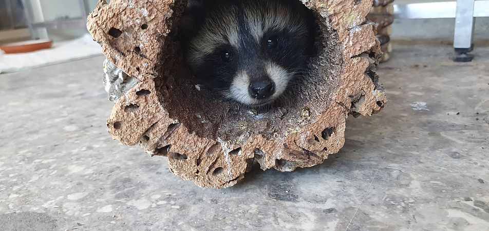 Umweltlotterie: Vergrößerung der Wildtierhilfe