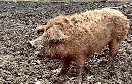Umweltlotterie: Freiland, Landwirtschaft und Naturerlebnisse Umweltlotterie: Freiland, Landwirtschaft und Naturerlebnisse