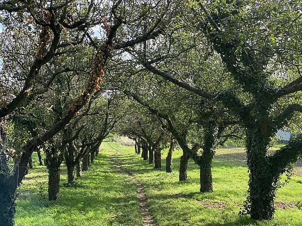 Umweltlotterie: Aufforsten von Streuobstwiesen