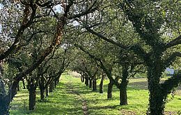 Umweltlotterie: Aufforsten von Streuobstwiesen