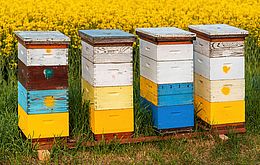 Umweltlotterie: Blaulichtbienen THW-Jugend-Schwalmstadt
