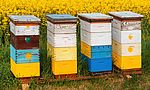 Umweltlotterie: Blaulichtbienen THW-Jugend-Schwalmstadt