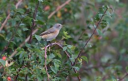 Umweltlotterie: Vogel- und Insektenschutzhecke