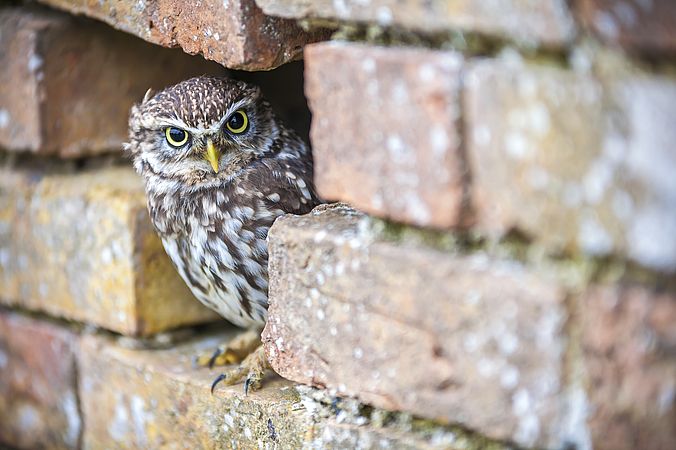 Umweltlotterie: Ausbau eines aufgegebenen Trafoturms und Nutzung als Quartier für Artenschutzzwecke