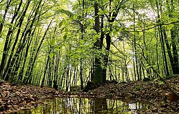 Umweltlotterie: Eine Chance für die Artenvielfalt am Philosophenweg