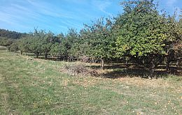 Umweltlotterie: Erhaltung und Förderung der Biodiversität und Artenvielfalt auf einer Streuobstwiese