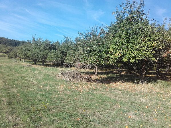 Umweltlotterie: Erhaltung und Förderung der Biodiversität und Artenvielfalt auf einer Streuobstwiese