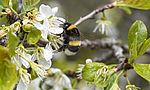 Umweltlotterie: Bienen und Streuobstwiese Mühltal