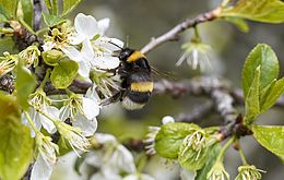 Umweltlotterie: Bienen und Streuobstwiese Mühltal