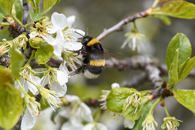 Umweltlotterie: Bienen und Streuobstwiese Mühltal