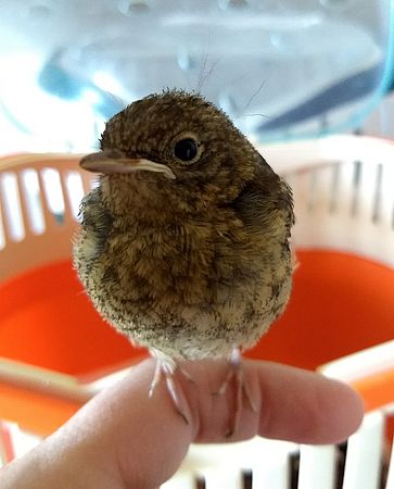 Umweltlotterie: Private Wildtierhilfe