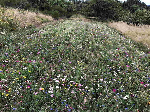 Umweltlotterie: Blumenwiese für Bienen und Insekten