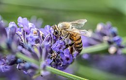 Umweltlotterie: Umweltbildungskonzept zur Ökologie der Wildbienen-Wildpflanzenbeziehung