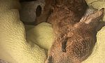 Umweltlotterie: Wildtiergehege mit Auswilderungsmöglichkeit für Rehe, Füchse und Igel
