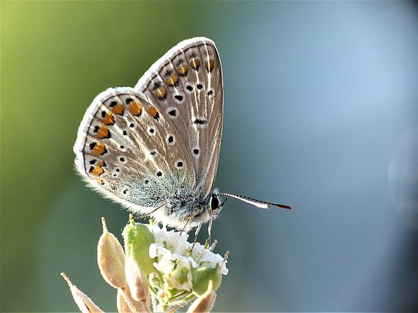 Umweltlotterie: Wildbienen mittendrin