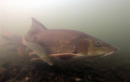 Umweltlotterie: Monitoring von Fischlaichplätzen